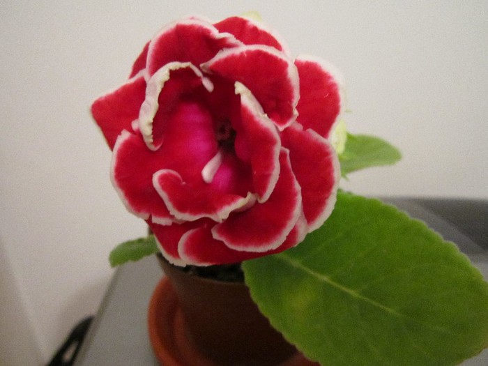 Gloxinia