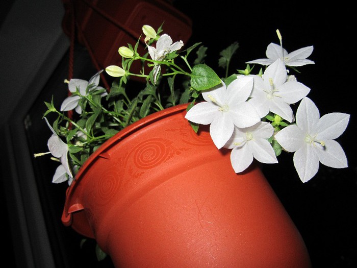 Campanula