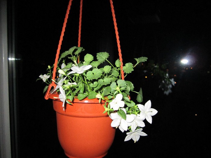 Campanula.