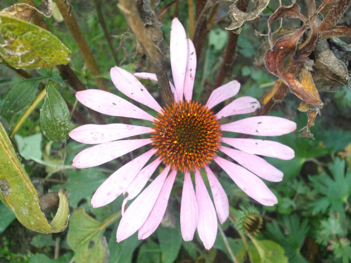 echinacea - noiembrie 2012