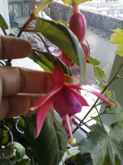 8 nov 2012-flori 074