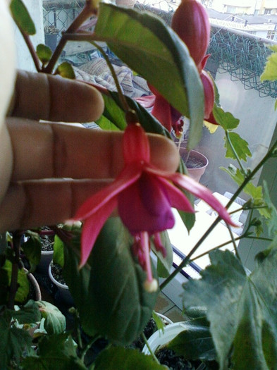 8 nov 2012-flori 077