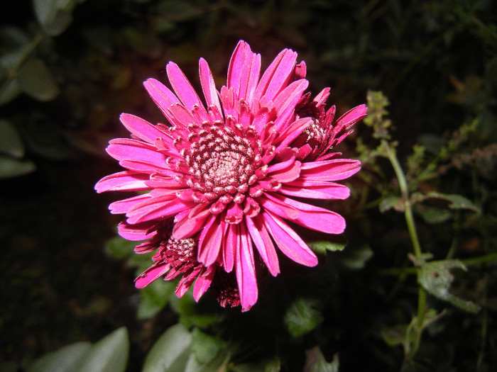 Purple Chrysanthemum (2012, Nov.07)