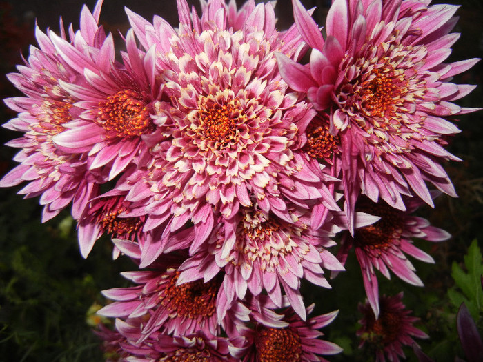 Purple & White Chrysanth (2012, Nov.07)