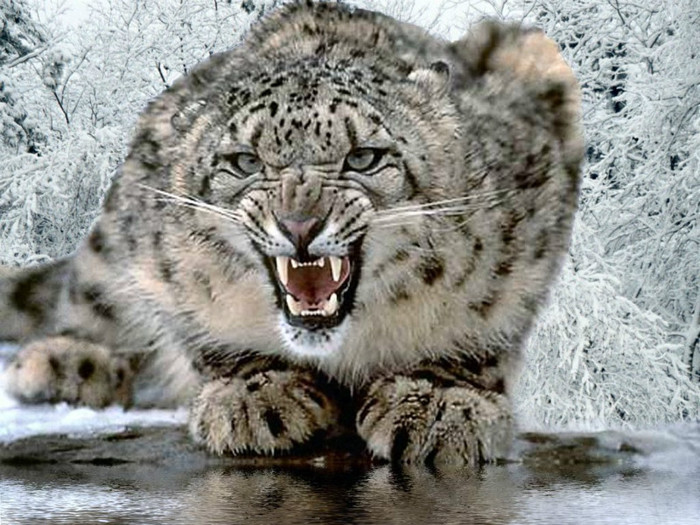 snow-leopard-1 - continuare