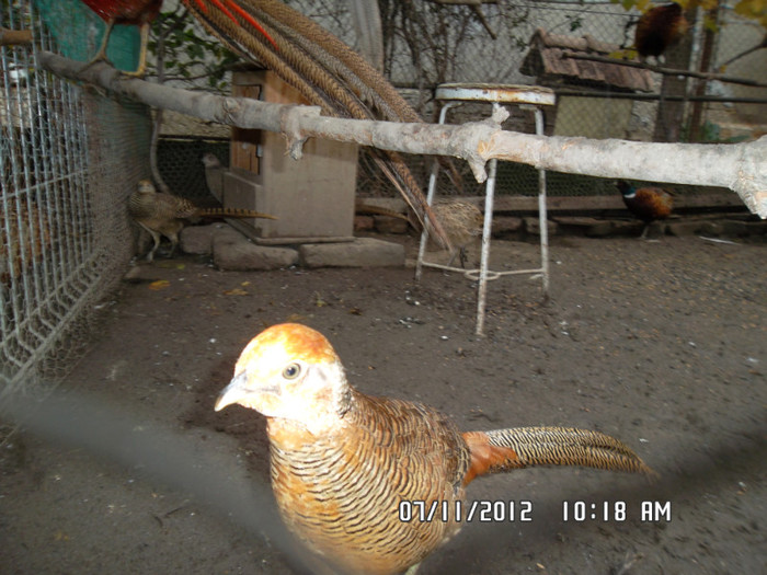 SAM_4130 - fazan auriu rosu