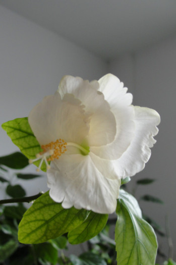 hibiscus Dainty White