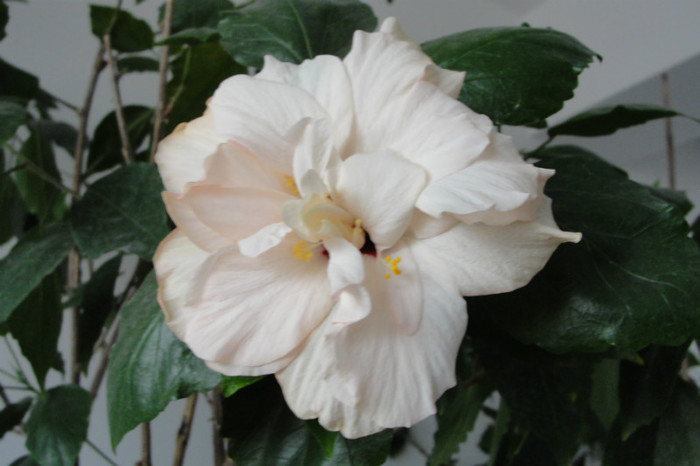 hibiscus alb batut