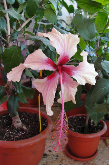 hibiscus Rowena's Weding a 2 a zi