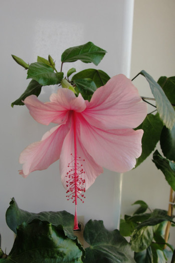 hibiscus Pink Wings