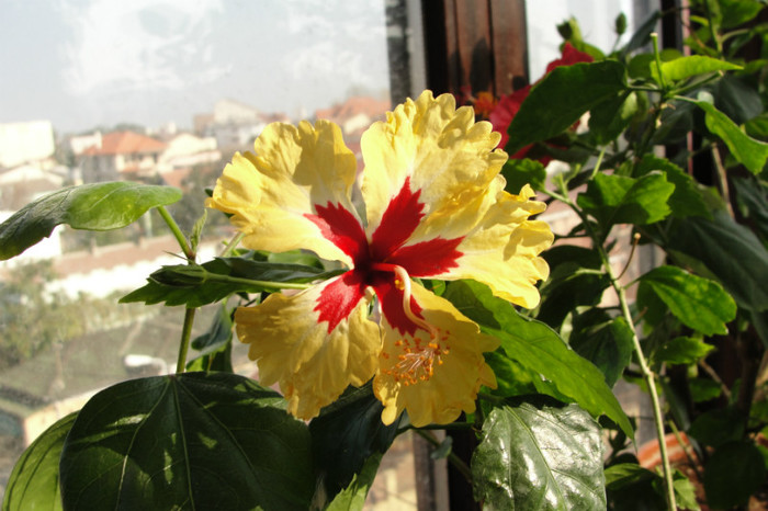 hibiscus Silvya Goodman