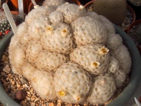 Mammillaria_plumosa_2[1] - Colectie CACTUSI - SUCULENTE