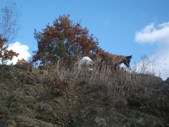  - Ciobanesc alb elvetian