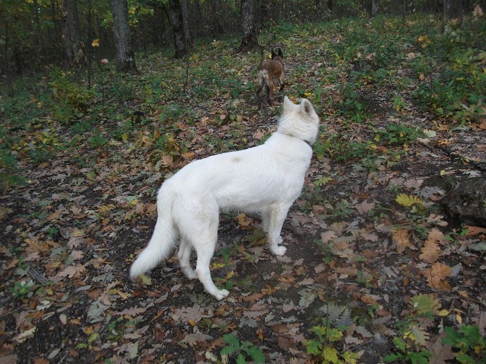 haidi2012 144 - Ciobanesc alb elvetian