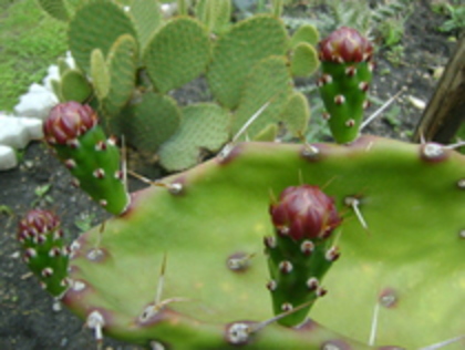 opuntia - Colectie CACTUSI - SUCULENTE