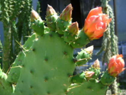 17187710 gymno opuntia - Colectie CACTUSI - SUCULENTE