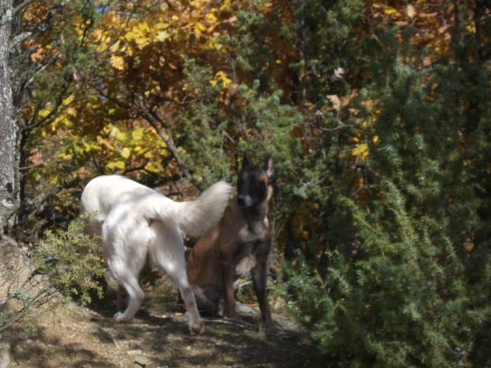  - Ciobanesc alb elvetian