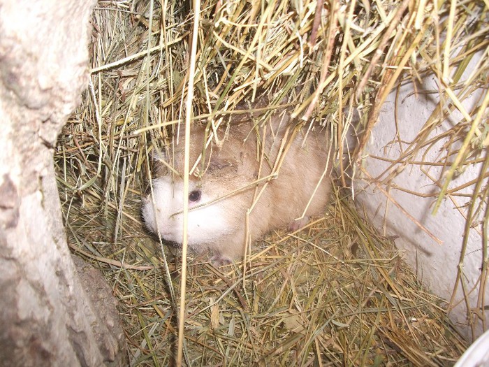  - Porcusori de Guinea