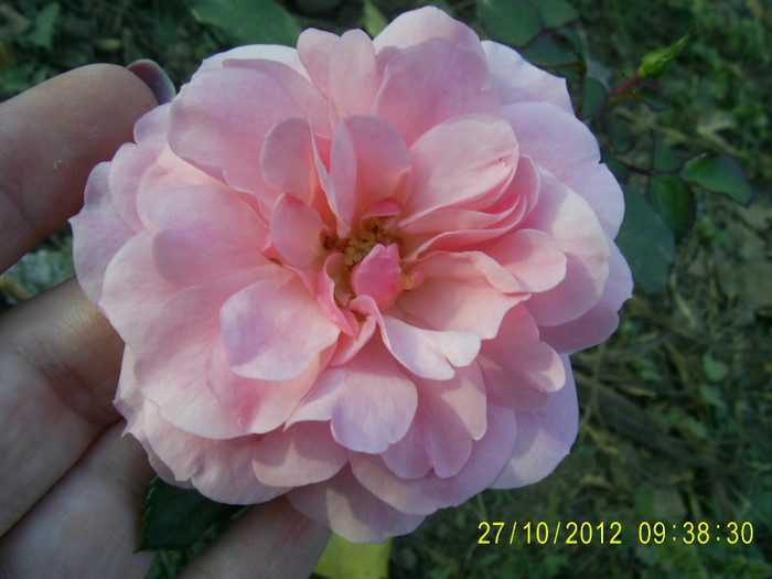 PIC_0063 - Trandafir Florov nr 32