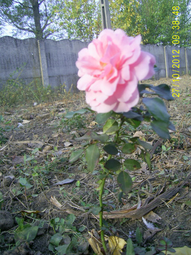 PIC_0065 - Trandafir Florov nr 32