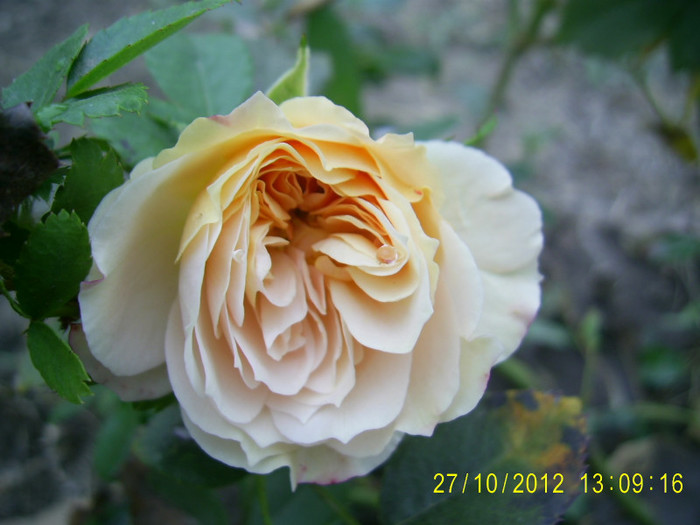 PIC_0099 - Garden of roses