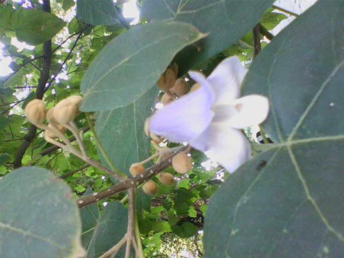 Floare de paulownia; Floare de paulownia
