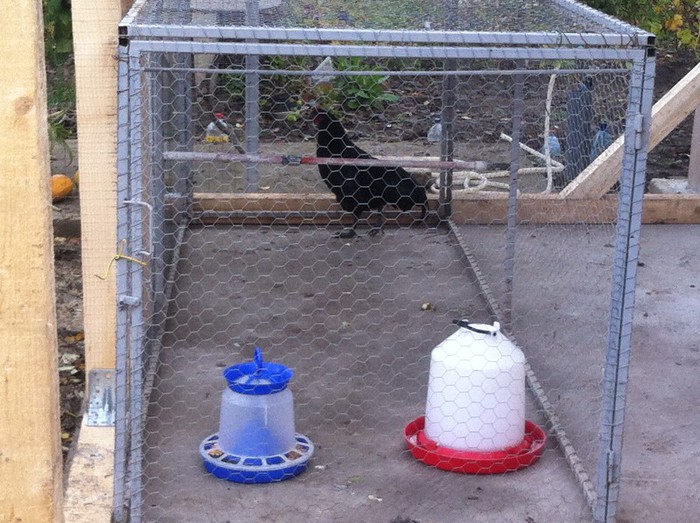 Achizitia la Carantina :) - Australorp Negru