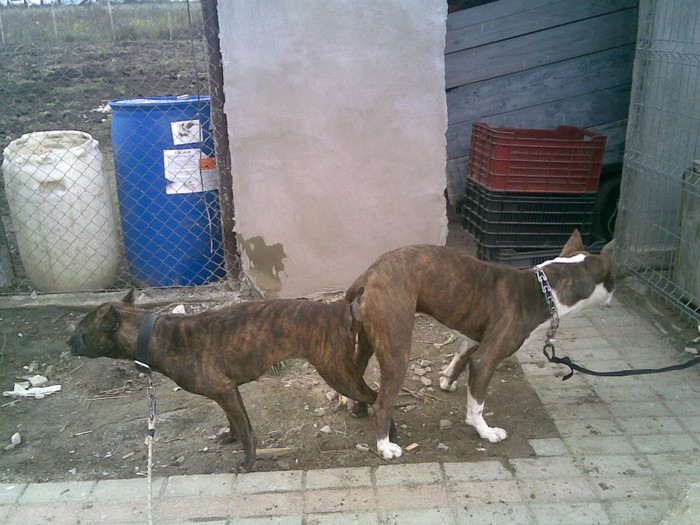 08112012(005); aceeasi caini alta zi
