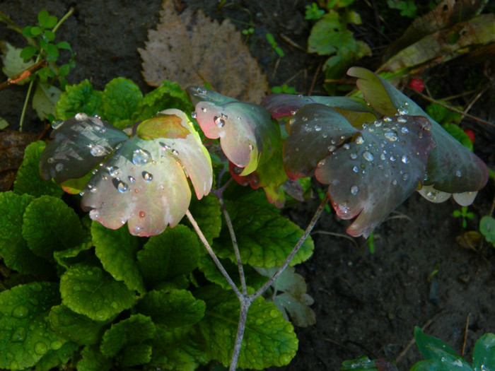 DSCN1410