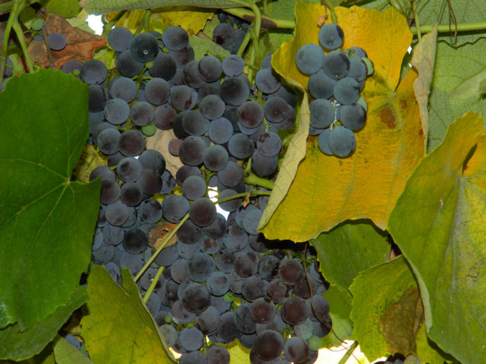 DSCN1453