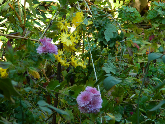 DSCN1454