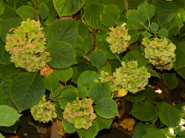 DSCN1458