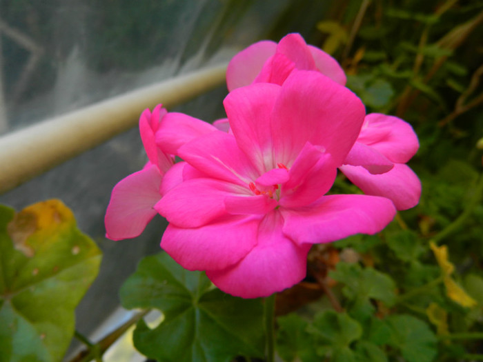 DSCN1465
