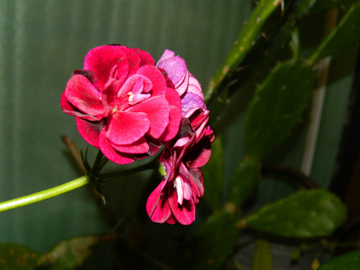 DSCN1475