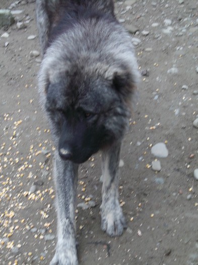 IANCU STAPANUL DOMENIULUI