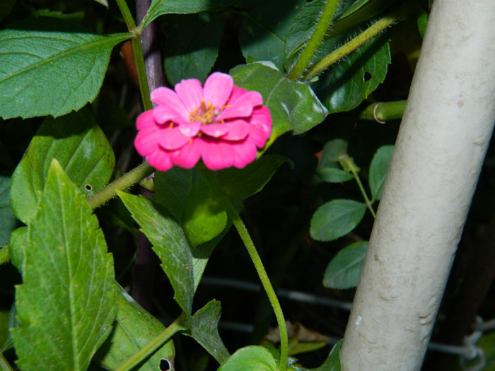DSCN1496