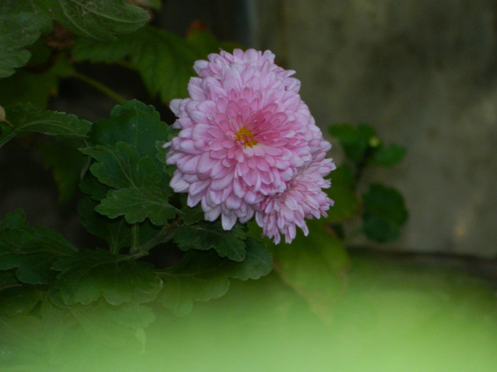 DSCN1531