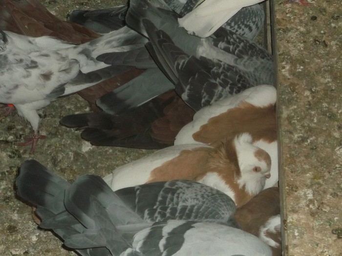 NU CONTEAZA RASA, MANCAREA-I BAZA