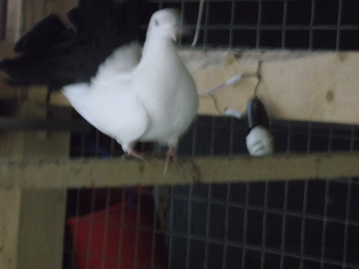 NUMAI COADA-MI  ESTE NEAGRA