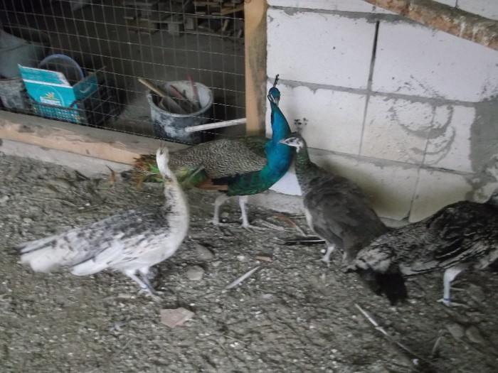  - FERMA LUI NALAT FLORIN