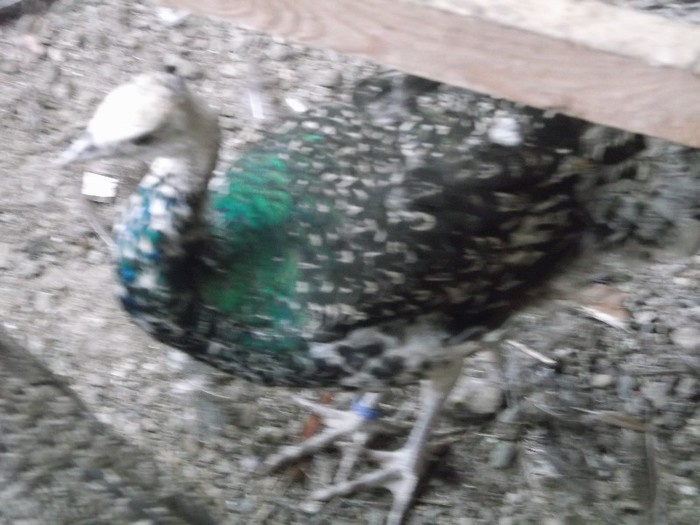  - FERMA LUI NALAT FLORIN