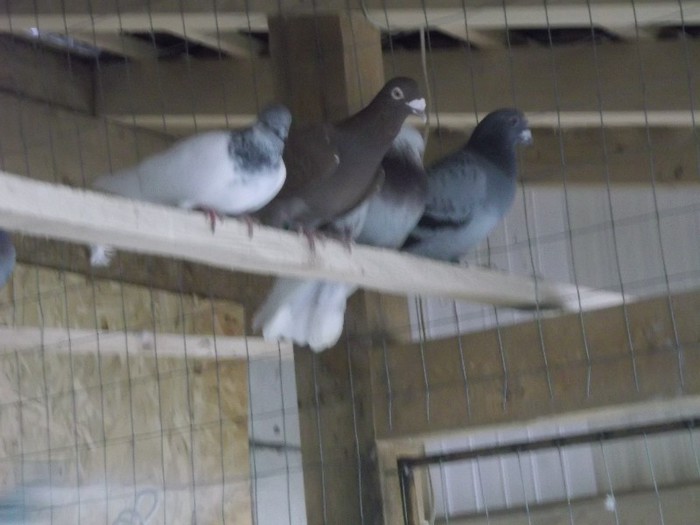  - FERMA LUI NALAT FLORIN