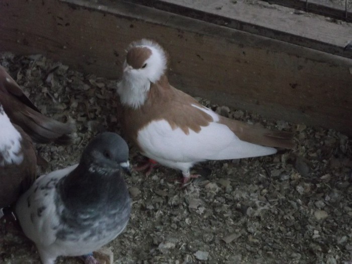  - FERMA LUI NALAT FLORIN