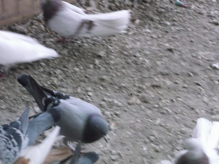 BUJOR CU VOIAJOR - FERMA LUI NALAT FLORIN