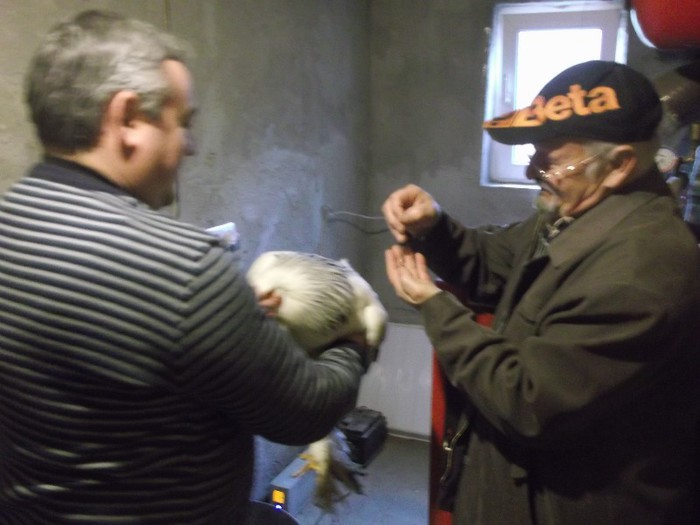 INCERCARE SI LA GAINI - FERMA LUI NALAT FLORIN