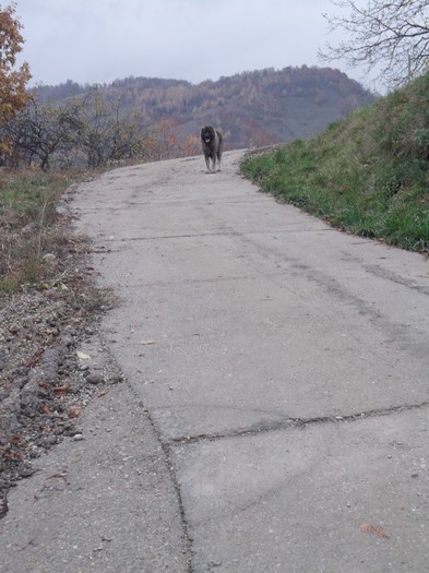 IANCU STAPANUL FERMEI