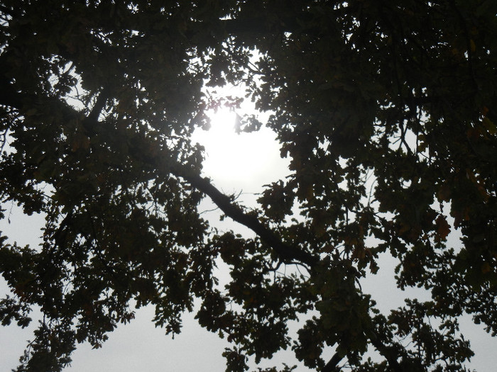 ... a little sunshine... (2012, Nov.09)