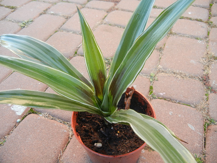 Dracaena (2012, November 04)