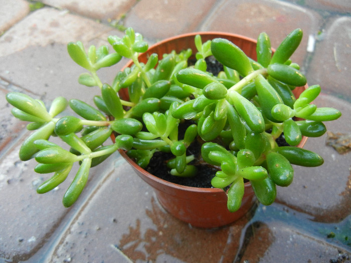 Jelly Bean Plant (2012, Nov.03) - Sedum rubrotinctum