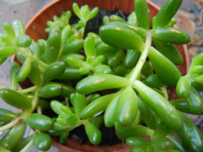 Sedum rubrotinctum (2012, Nov.03) - Sedum rubrotinctum